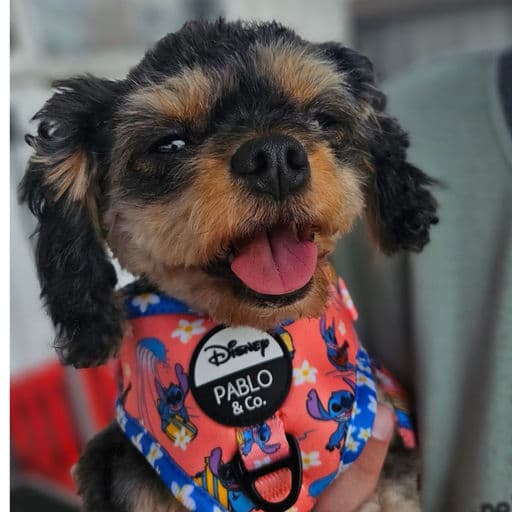 Single Coat Groom icon