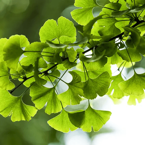 Naturopathy Consult logo